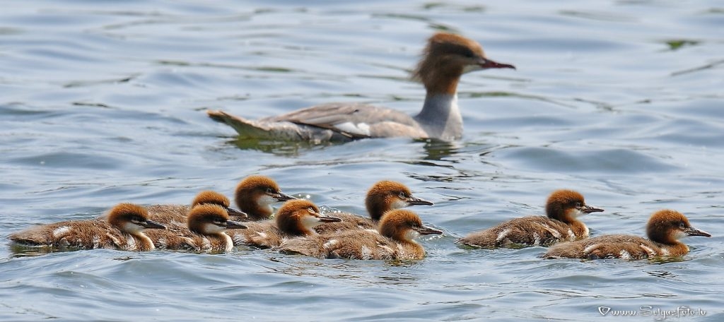 Lielā gaura.
Autors: Selga Bērziņa
