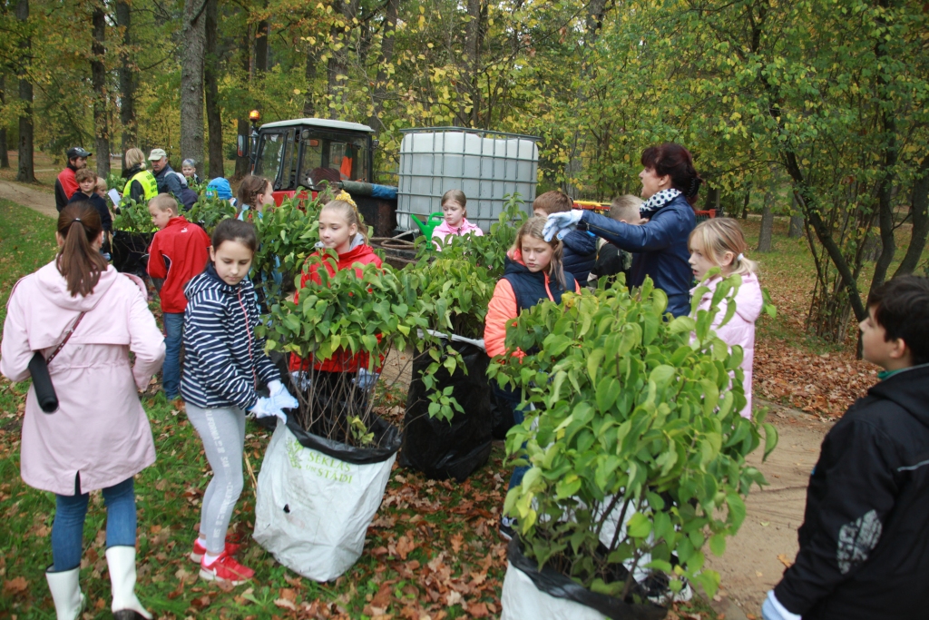 Spārītes parku rotās košumkrūmi, ko Gulbenes novada vidusskolas skolēni stādīja kopā pašvaldības darbiniekiem. 
Autors: Gatis Bogdanovs
