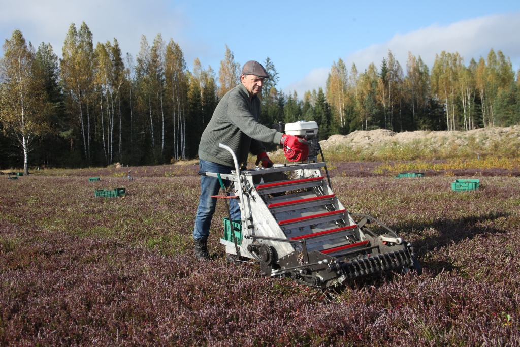 Rankas pagasta Kaudžu purvā vairāk nekā 20 gadus nenogurstoši saimnieko Jānis Dūte. Līdztekus kūdras ieguvei, veicot purva rekultivāciju, tika iestādītas lielogu dzērvenes vispirms 3 un vēl 3,4 hektāru platībā. Pirms gandrīz 10 gadiem tika prognozēts, ka ieņēmumiem no dzērveņu audzēšanas vajadzētu būt lielākiem nekā no kūdras izstrādes. SIA “Kaudžu purvs” dzērvenes novāc ar kombainu, kā arī ir deviņas ogu lasītājas.“Ar kombainu dienā var novākt apmēram 700 kilogramus dzērveņu, bet to nevar izmantot visur, jo kombaina darbībai ir vajadzīga līdzena platība,” atzīst J.Dūte. 	
Autors: Gatis Bogdanovs