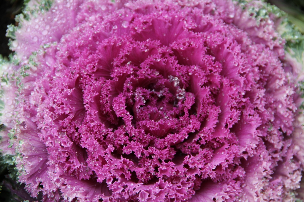 Autors: Pārsla Konrāde