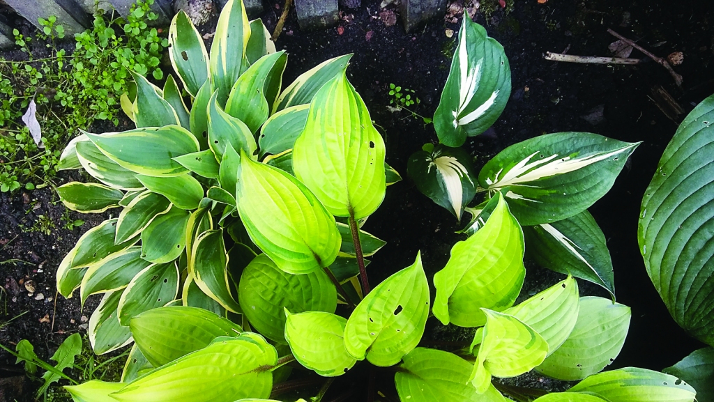 Autors: Pārsla Konrāde