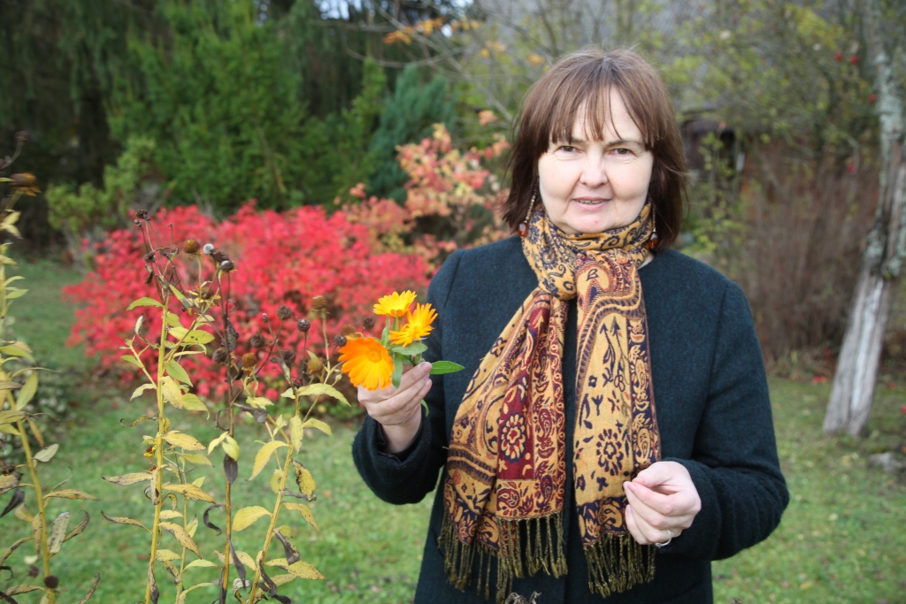 Daba dziedē, dabā atrodas daudz kas vērtīgs - par to pārliecinājusies gulbeniete Sarmīte Stupāne, kura pļavās atrod vērtīgus ārstniecības augus, no kuriem gatavo sīrupus – pieneņu, ceļmallapu, liepziedu, gaiļbiksīšu, piparmētru un citus. Viņa zina, ka augos ir vielas, kas atstāj ietekmi uz cilvēka organismu, veselību, tieši tāpēc jāprot pareizi tos lietot. Viņa vairāk pievērsusies tieši ārstniecības augu sīrupiem. “Tas ir fantastiski, ka šajā laikā vēl zied kliņģerītes! Tās ir vērtīgas, jo palīdz iekaisumiem. Kliņģerīšu sīrupu vēl neesmu gatavojusi, bet būs jāizmēģina. Un vajadzīgas tieši šīs vienkāršās kliņģerītes, nevis tās biezās, jo tās nav ārstnieciskas,” saka Sarmīte. 
Autors: Gatis Bogdanovs