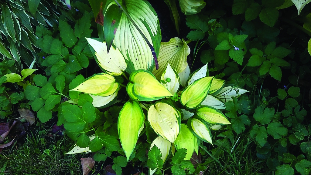 Autors: Pārsla Konrāde