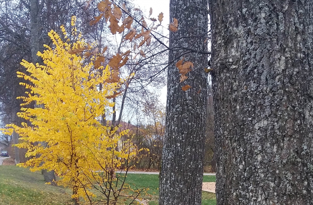 Autors: Pārsla Konrāde