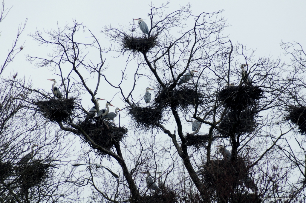 Zivju gārņi.
Autors: Selga Bērziņa