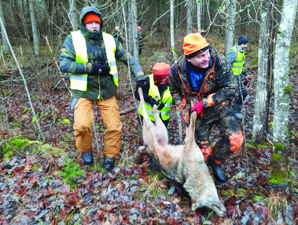 Iznest no meža iespaidīgo zvēru nav nemaz tik viegli, tomēr tas ir sīkums, salīdzinot ar emocijām, ko Arnim Baldonim (no labās) dod trofejas guvums.
Foto: Gatis Bogdanovs
Autors: Gatis Bogdanovs
