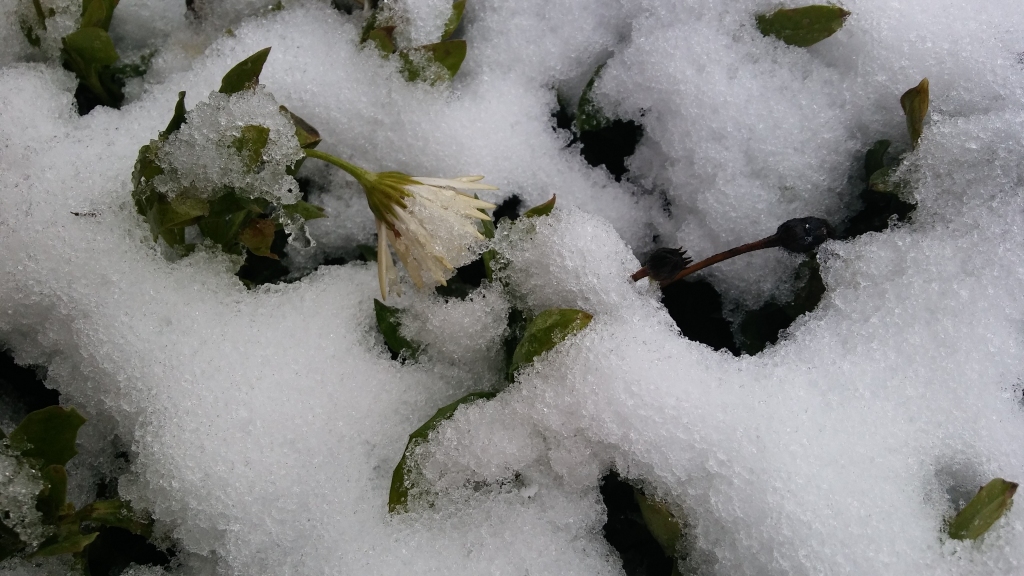 Autors: Pārsla Konrāde