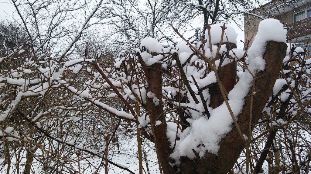 Autors: Pārsla Konrāde