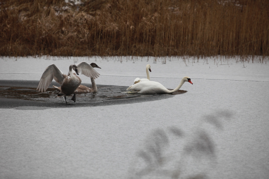 Parasti tieši Pogupes iztekā gan šobrīd, gan arī dziļā ziemā ir iespējams vērot graciozos gulbjus, kas ir Gulbenes novada simbols. 	
Autors: Gatis Bogdanovs