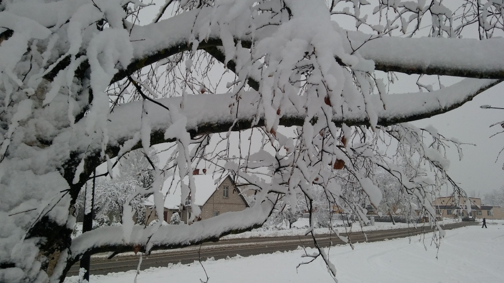 Autors: Pārsla Konrāde