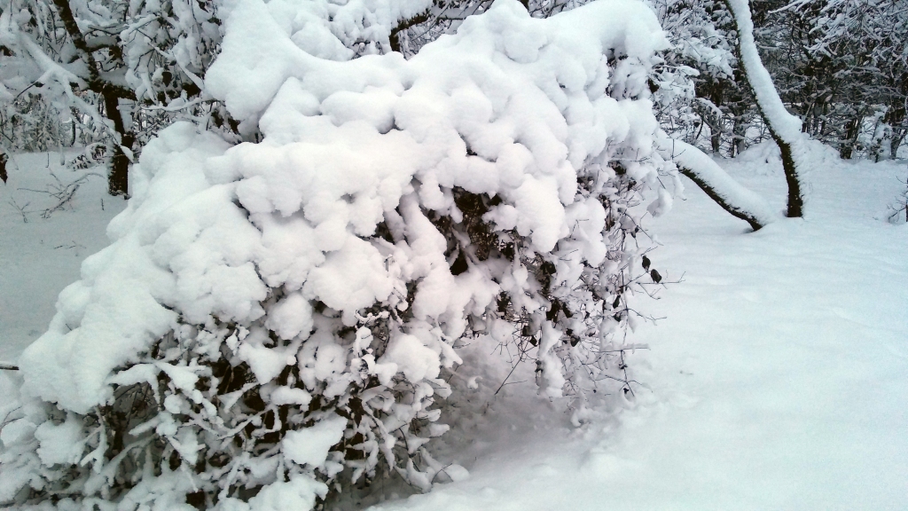 Autors: Pārsla Konrāde