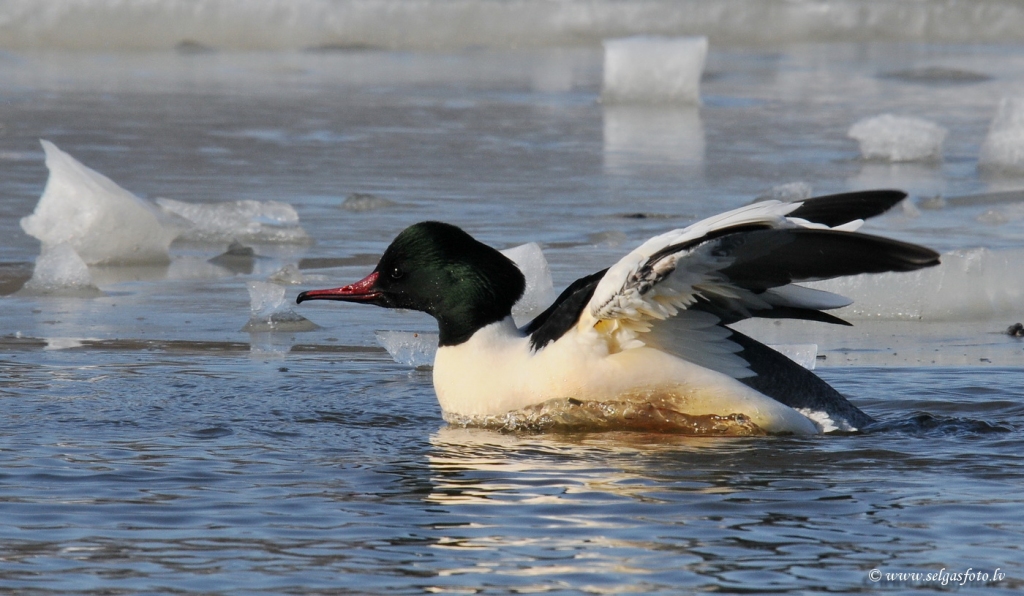 Lielā gaura.
Autors: Selga Bērziņa