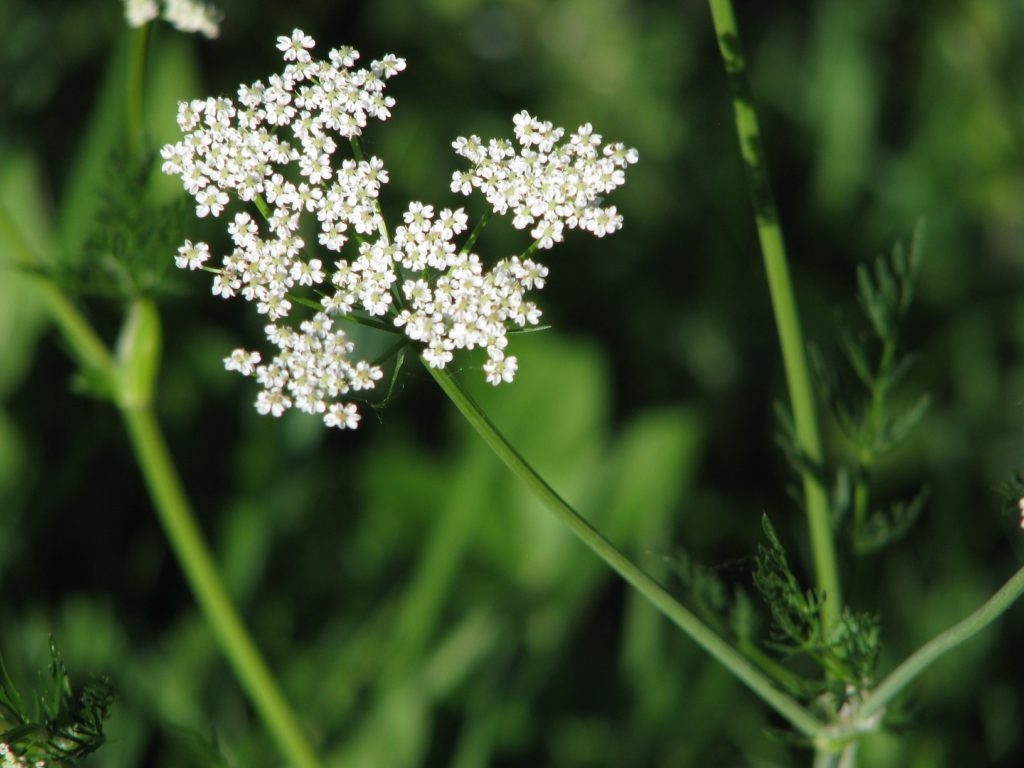 Pļavas jeb parastā ķimene.
Autors: Agnese Priede (Botany.lv)