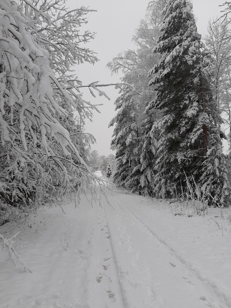 Autors: Ginta Alberte