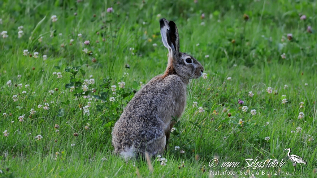 Pelēkais zaķis.
Autors: Selga Bērziņa