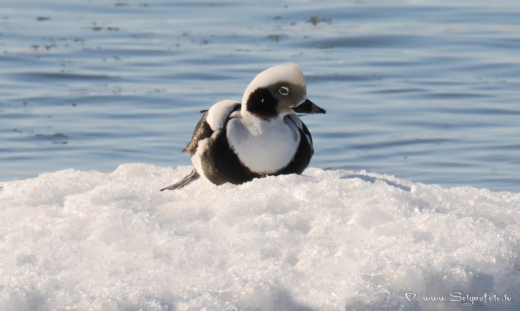 Kākaulis.
Autors: Selga Bērziņa