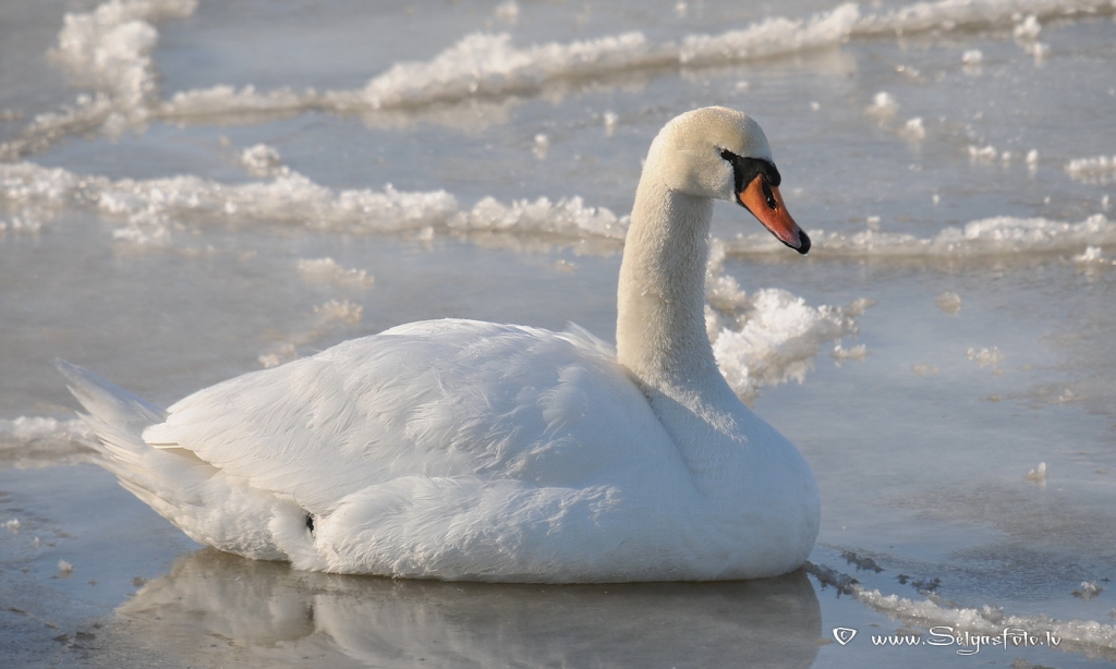 Paugurknābja gulbis
Autors: Selga Bērziņa