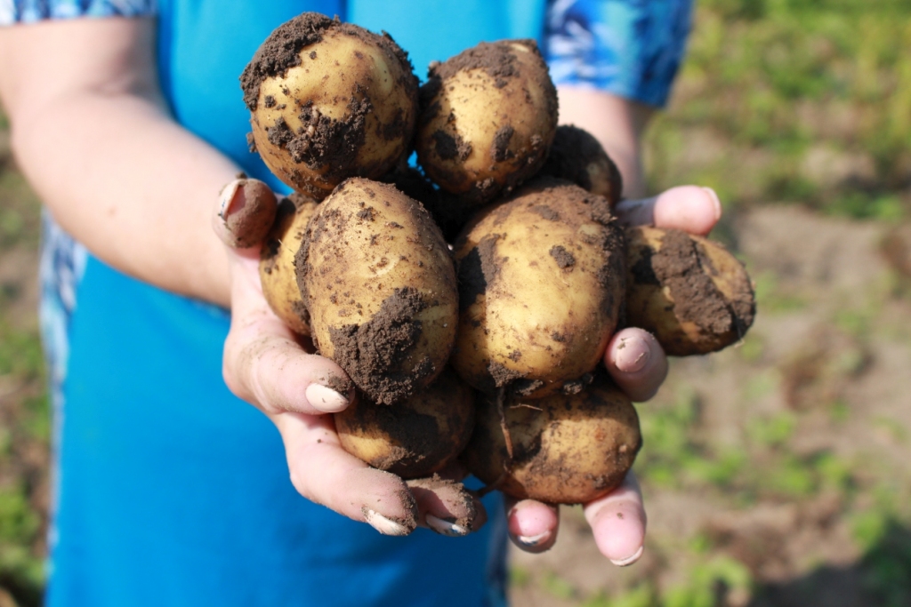 Autors: no Borisa un Ināras Teterevu fonda arhīva