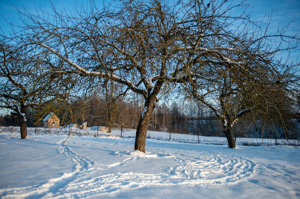 Ap augļukokiem sniegs jānomīda, lai pasargātu no grauzēju postījumiem un sakņu kakla izsušanas.
Autors: Imants Kaziļuns 
