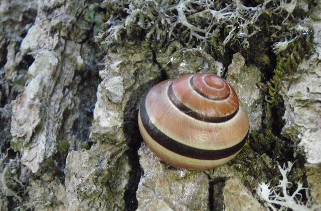 Birztalas vīngliemezis.
Autors: Mudīte Rudzīte (Dabasdati.lv)