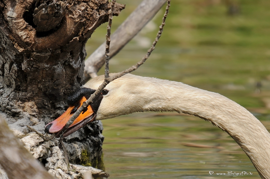 Paugurknābja gulbis.
Autors: Selga Bērziņa