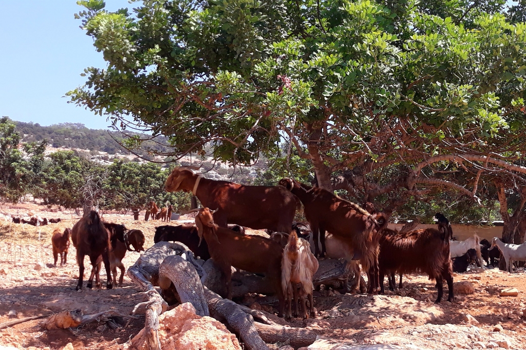 Autors: Iveta Kilinkaridou