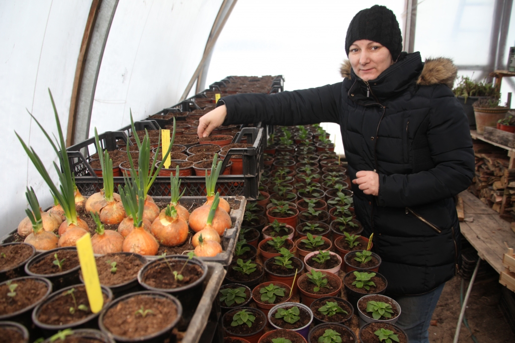 Kalnienas lauku sētas “Bērzemnieki” saimnieces Jolantas Apsītes apkurināmajā siltumnīcā jūtama pavasara garša un smarža un acis priecē pavasara zaļums – pirmie sīpolloki un puķu dēsti. No sēklām spraucas arī dažādu puķu asniņi. Vēl pāris mēneši pacietības, līdz siltumnīcas pārvērtīsies ziedošā dārzā, un tas būs visskaistākais laiks, kad acis priecēs krāsaini ziedi.
Autors: Gatis Bogdanovs