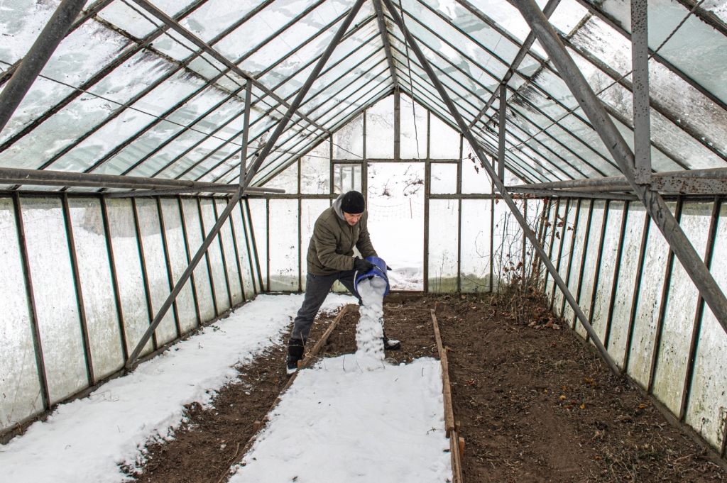 Par sniegu nevajadzētu bēdāties, jo tas ir lielisks mitruma avots pavasarim siltumnīcā. Ja augsne jau ir pietiekami mitra, pietiks 
ar 15 cm labi sablīvēta sniega. Savukārt irdens sniegs būs nepieciešams vismaz 
30 cm biezumā.
Autors: Imants Kaziļuns
