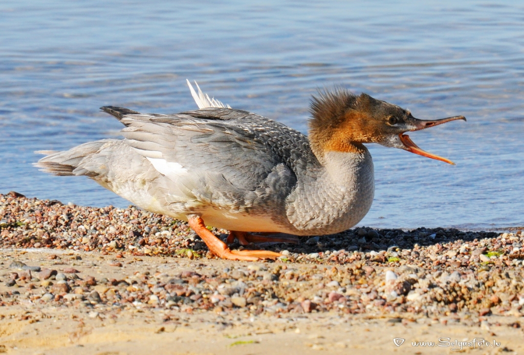 Autors: Selga Bērziņa