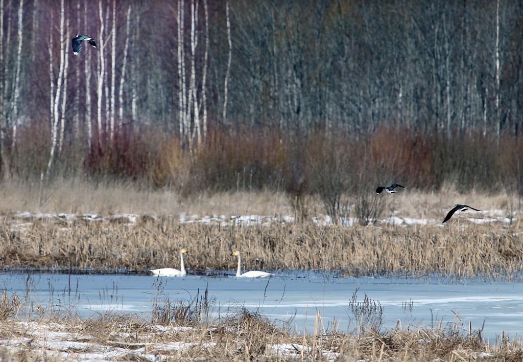 Autors: Gatis Bogdanovs