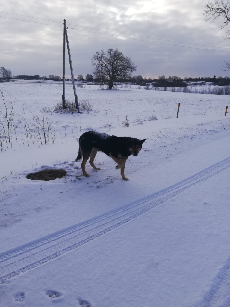 Autors: Ira Žeigure