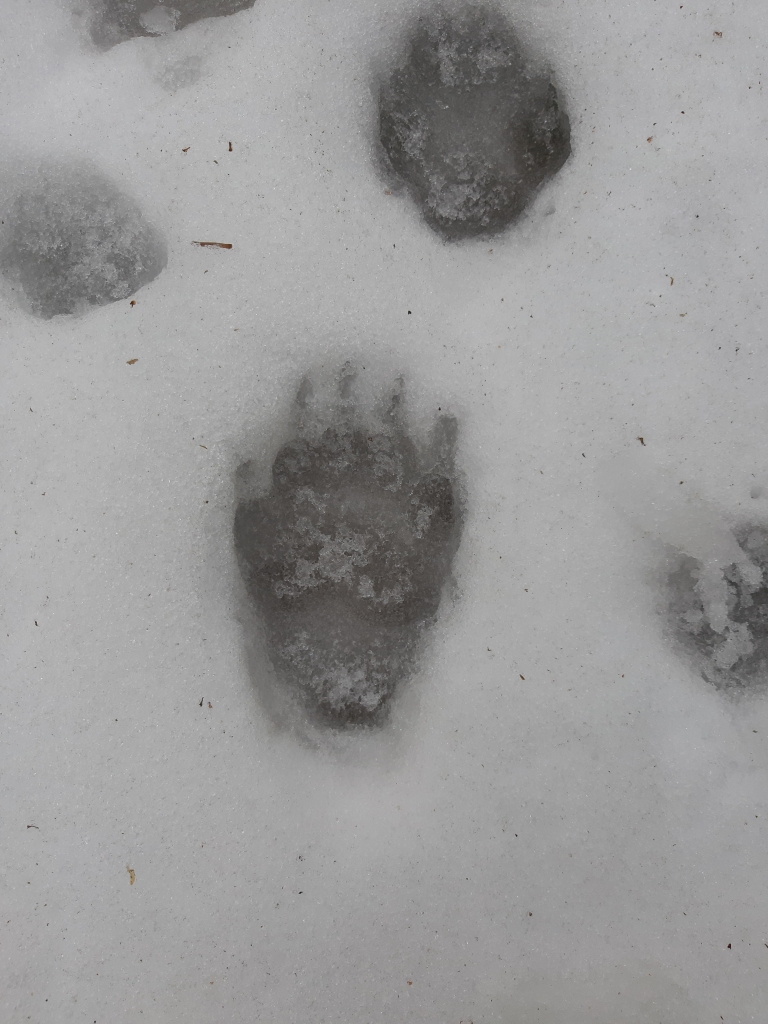 Āpsis ir pēdminis – ejot atbalstās uz visas pēdas, tāpēc tās nospiedums labi saskatāms kopā ar spēcīgajiem un garajiem nagiem, kas vajadzīgi alu rakšanai un pārtikas ieguvei. Āpša pēdas fiksētas mežā aiz bijušās Stradu skolas.
Autors: Ginta Alberte