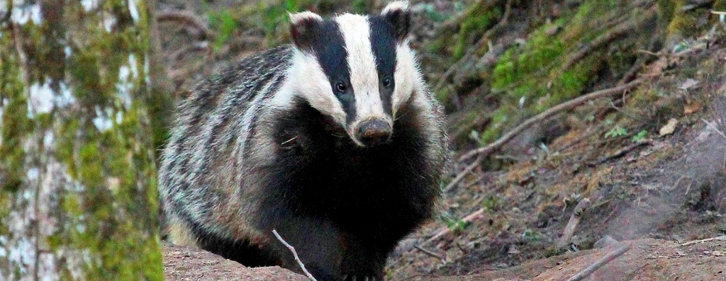 “Negribētu piekrist arī teicienam “smird kā āpsis”, jo viņš ir ļoti tīrīgs dzīvnieks. Viņam mežā ir sava tualete īpaši izraktā bedrītē. Kad tā pilna, dzīvnieks to aizrok un izkasa nākamo,” stāsta Ziemeļaustrumu virsmežniecības inženieris medību jautājumos Laimonis Kļaviņš.
Autors: Vilnis Skuja
