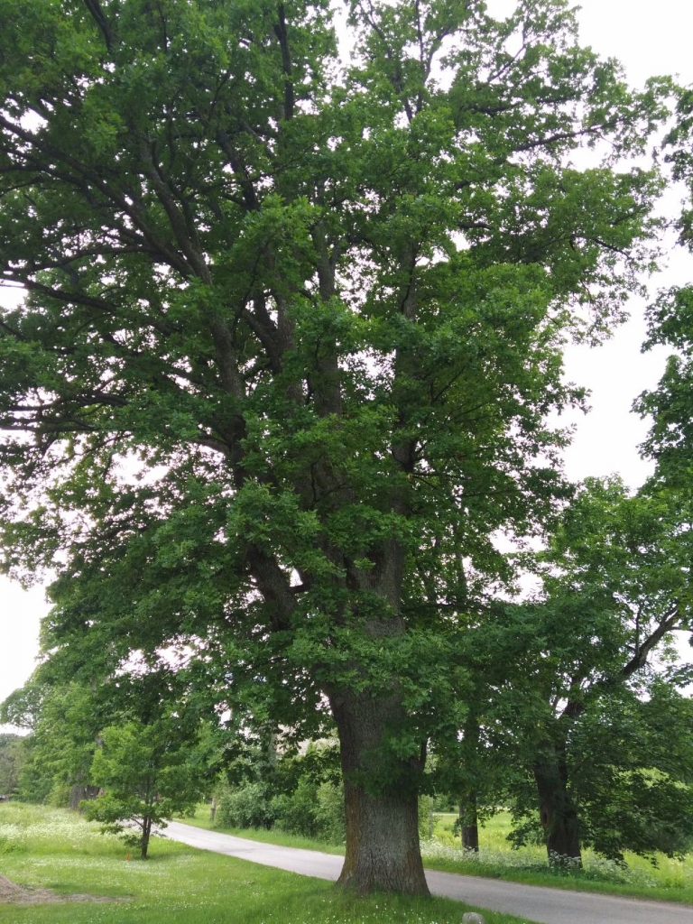 Rankas pagastā ozols pie “Dārziem” oficiāli ir ieguvis dižkoka statusu, tā stumbra apkārtmērs ir 4,18 metri.
Autors: no Dabas aizsardzības pārvaldes arhīva
