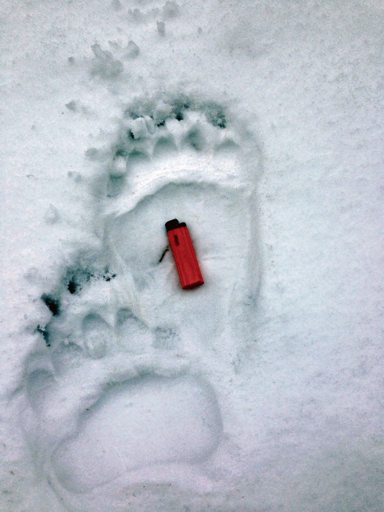Ar katru gadu Gulbenes novadā arvien biežāk var manīt lāču pēdas.
Autors: no “Dzirksteles” arhīva