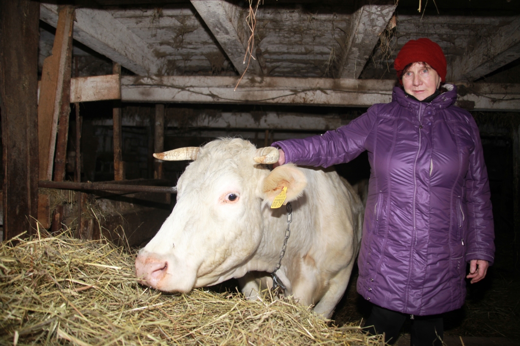 Mazo piena ražotāju saimniecību ar tikai dažu gotiņu ganāmpulku ir ļoti maz. Tomēr daudzi mazie ražotāji joprojām gādā par labas kvalitātes pienu, arī Ilga Rubene no Druvienas pagasta “Ziemeļiem”, kura kopj zemi 14 hektāru platībā. Vēl pavisam nesen Ilgas ganāmpulks bija lielāks, bet pagājušajā gadā nolēma to krietni samazināt. Tagad ir seši lopi: divi Šarolē šķirnes lopi, tele un trīs slaucamās Latvijas brūnaļas, kas patiesībā noteikti ir Latvijas lauku lepnums. Ilga parasti pie lopiņiem uzkavējas un paglauda arī piecus gadus veco Bellu, kurai pavisam drīz jānāk pasaulē teliņam, turklāt izskatoties, ka būšot nevis viens, bet gan divi teliņi.  
Autors: Gatis Bogdanovs