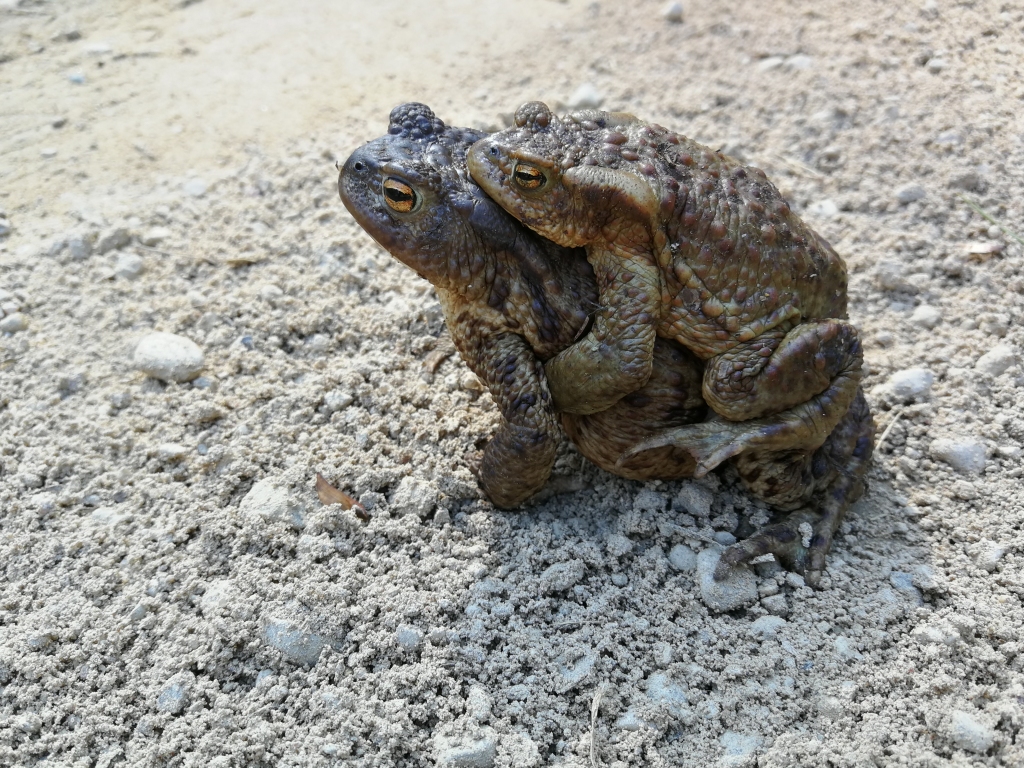 Krupju pāris pavasarī, lielākais dzīvnieks – mātīte.
Autors: Ērika Kļaviņa