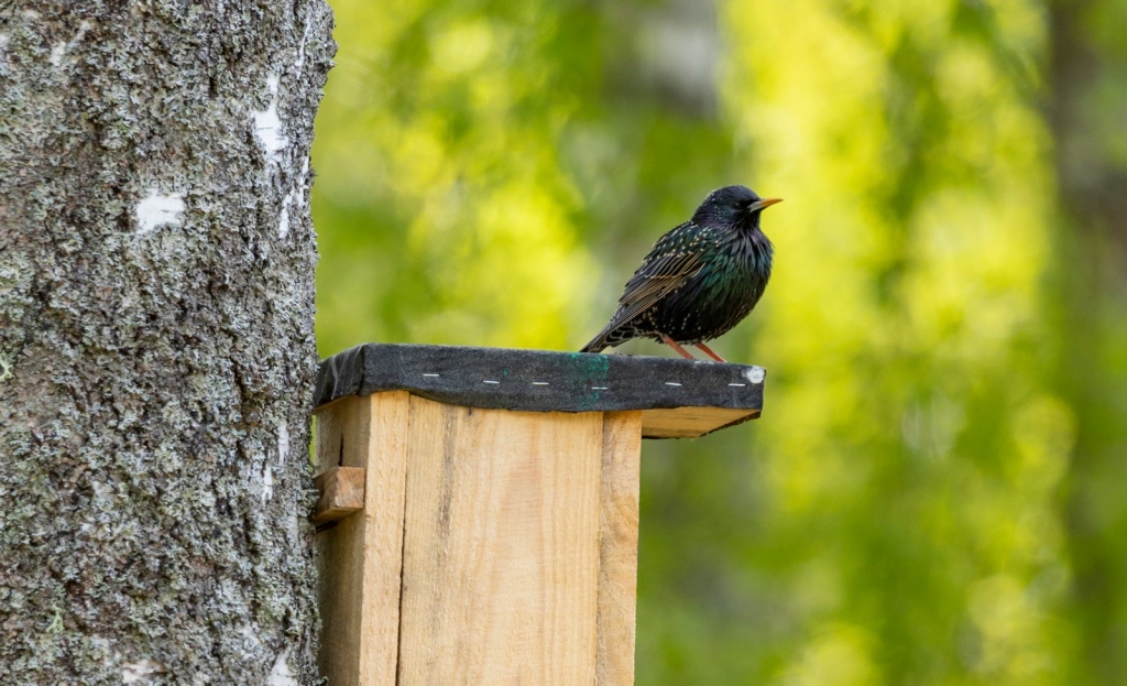 Autors: Ivo Dinsbergs