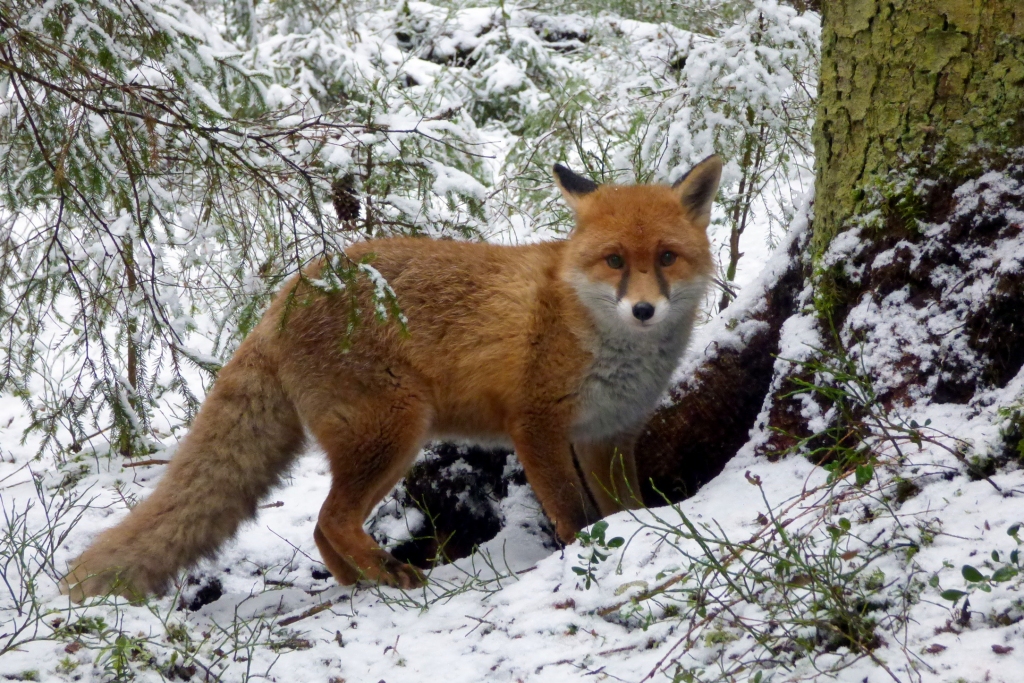 Autors: publicitātes foto