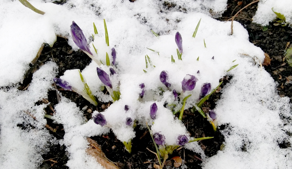 Autors: Pārsla Konrāde