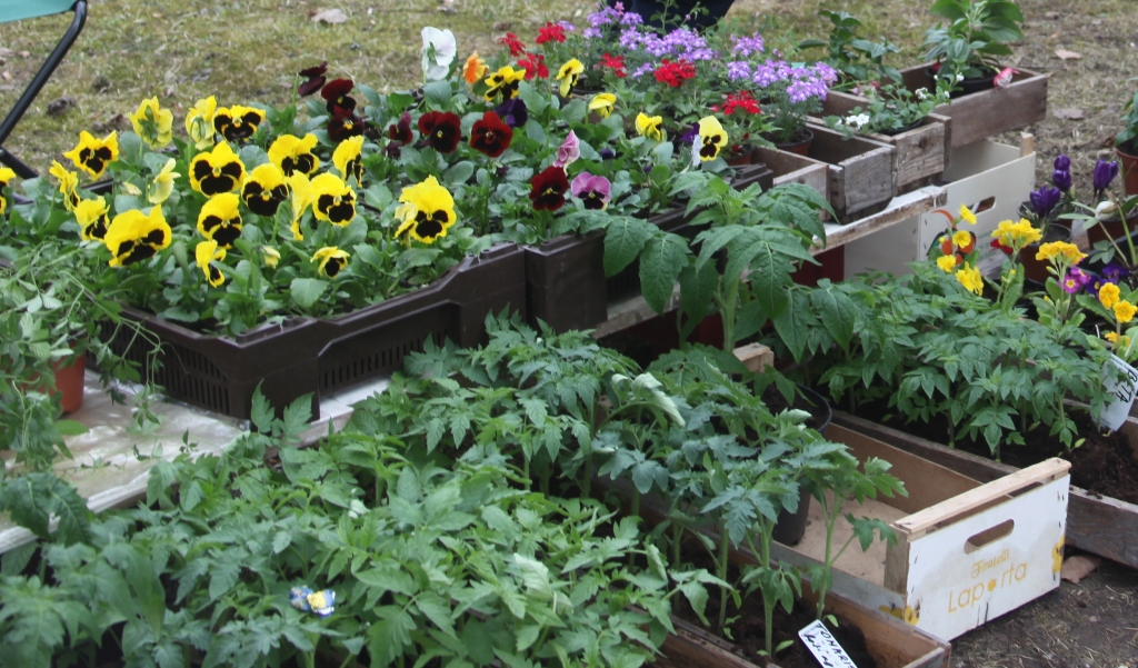 Autors: no “Dzirksteles” arhīva