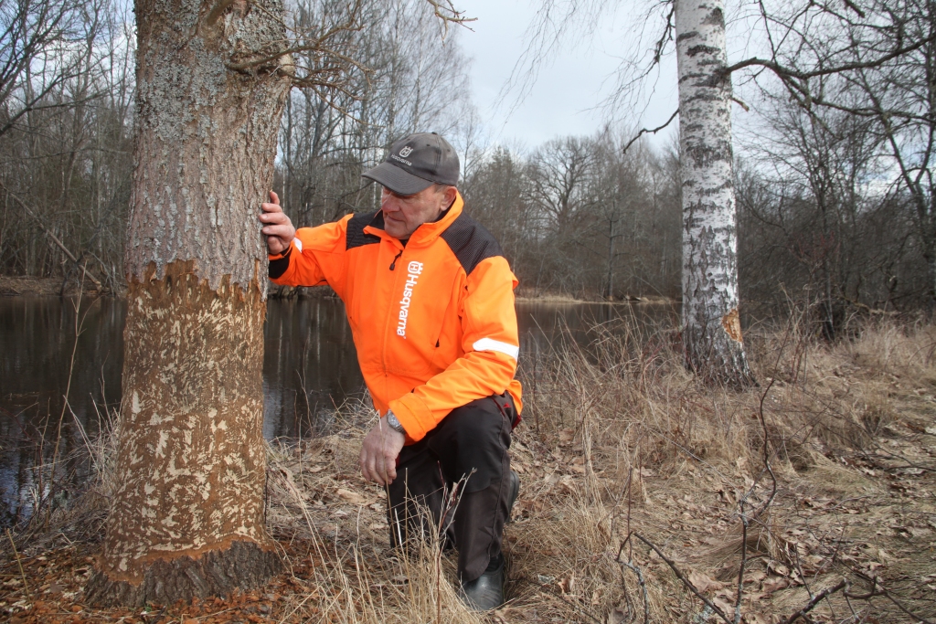 “Ozollīču” saimnieks Andris Bokalders laikrakstam rāda, ka gandrīz katrs ozols, kas atrodas tuvu upes malai, ir   cietis no bebru zobiem. 
Autors: Gatis Bogdanovs