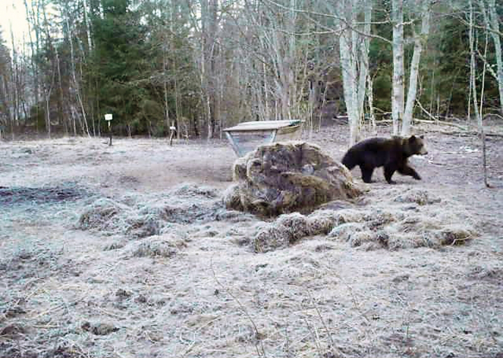Šis kadrs tapis nākamajā rītā, kad lācis atkal atgriezies.
Autors: no personiskā arhīva