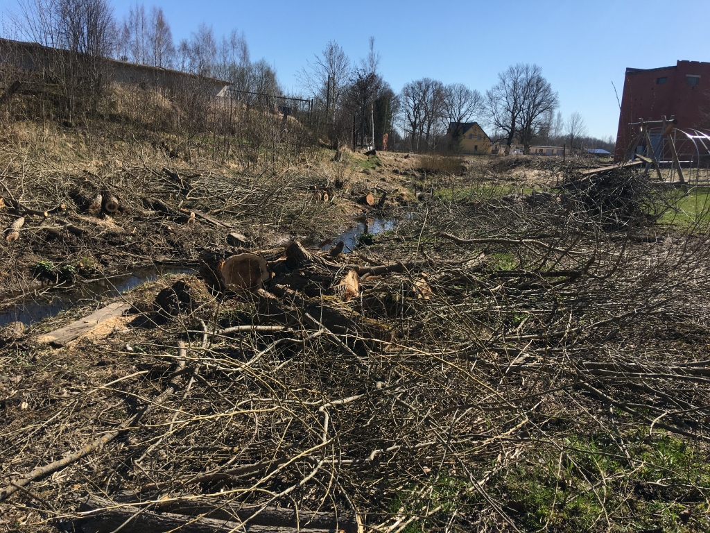 Svētdien, 18.aprīlī, nozāģētie vītoli joprojām vēl gulēja turpat un nekur nebija aizvākti. 
Autors: Diāna Odumiņa