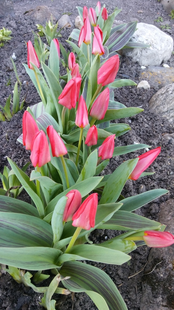 Autors: Pārsla Konrāde