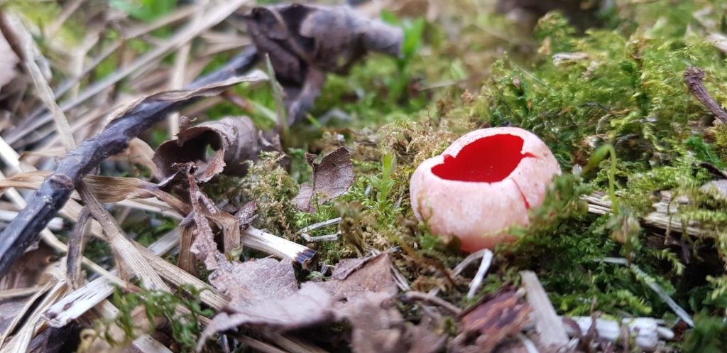 Visagrākā pavasara sēne, kā to apliecina arī tās nosaukums, ir Austrijas agrene. Ja nepamanām citas, tad šo košo sēni grūti neievērot. Mikologi to iesaka izmantot ēdiena dekorēšanai.
Autors: Sandra Apine