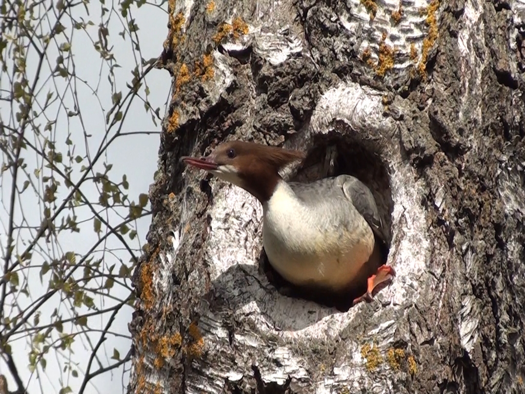 Lielā gaura
Autors: GAGA Ikšķile