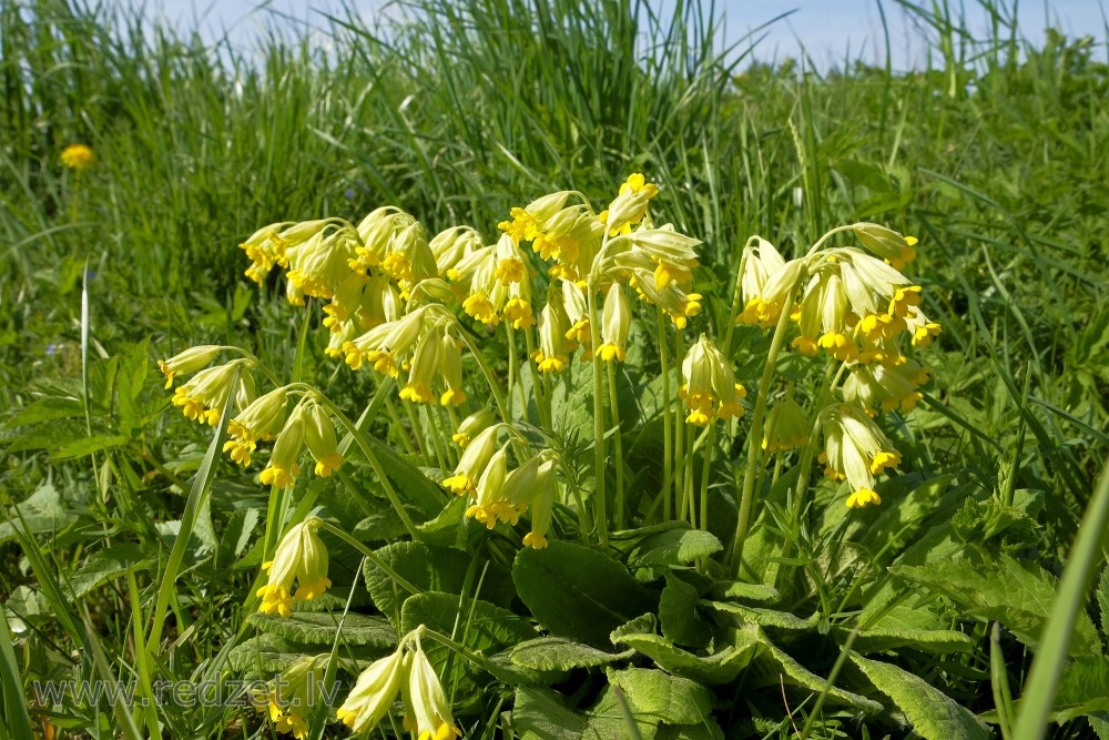 Autors: Aivars Gulbis