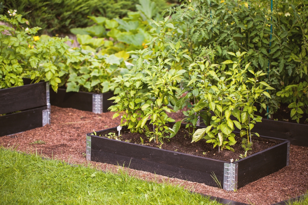 Augstās dobes šobrīd ir populāras un jau rotā daudzus dārzus gan pilsētās, gan laukos. Kastes var gan iegādāties, gan gatavot pats.
Autors: no L.Fomrates prezentācijas