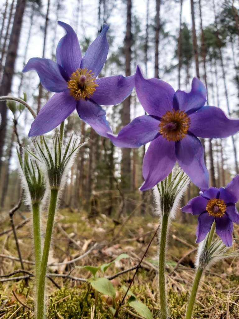Meža silpurenes.
Autors: no privātā arhīva